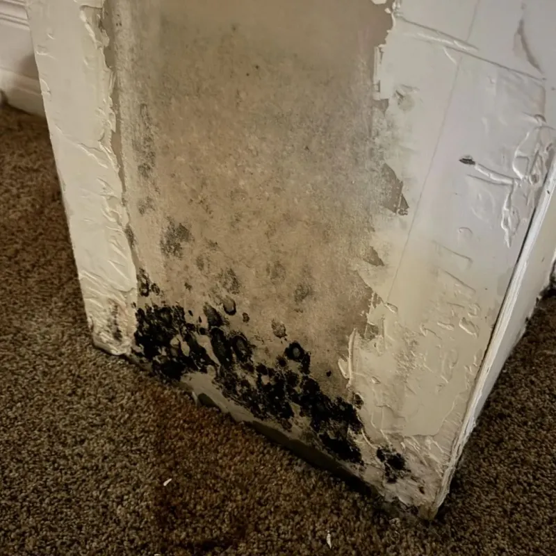 Professional Mold Removal in Mason, TN